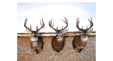 Manitoba's Home for Taxidermy. Here are a few reasons why: