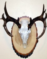 Wild North Taxidermy Review