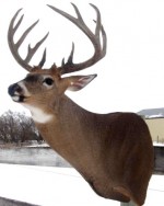 Wild North Taxidermy Review